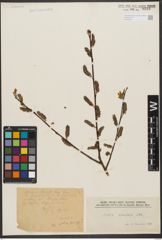 Foto von Salix silesiaca Willd.